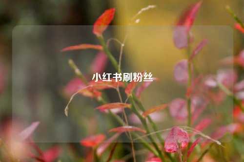 小红书刷粉丝  第1张