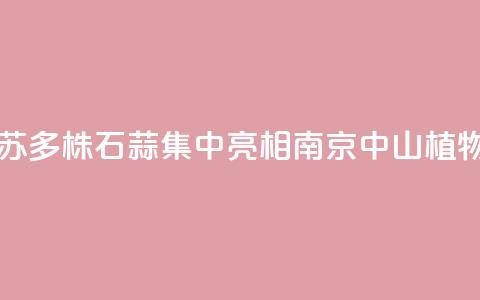 江苏:2000多株石蒜集中亮相南京中山植物园  第1张 江苏:2000多株石蒜集中亮相南京中山植物园  第1张