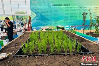 长春农博会观察:科技小院为乡村振兴聚智赋能