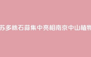 江苏:2000多株石蒜集中亮相南京中山植物园