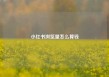 小红书浏览量怎么算钱