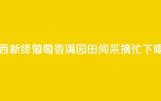 山西新绛:葡萄香满园 田间采摘忙