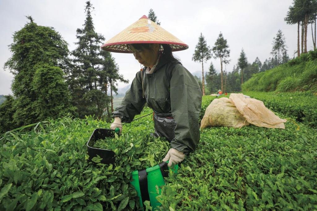 跨省采茶女工刷屏：只要不嫌我老	，明年还来  第2张