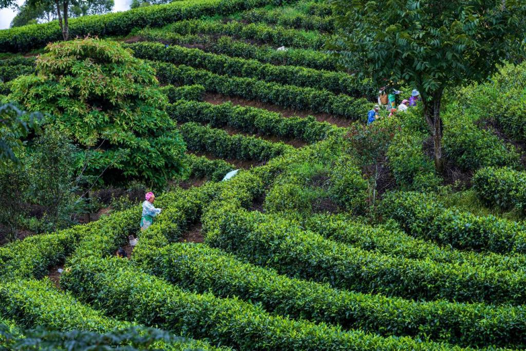 跨省采茶女工刷屏：只要不嫌我老，明年还来  第7张