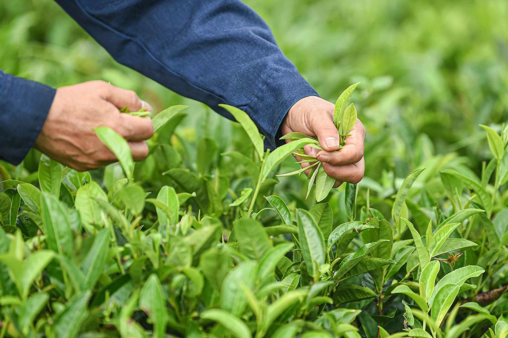 跨省采茶女工刷屏：只要不嫌我老	，明年还来  第10张