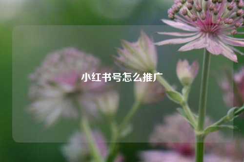 小红书号怎么推广  第1张